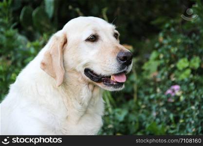 portrait of white labrador dog in the garden