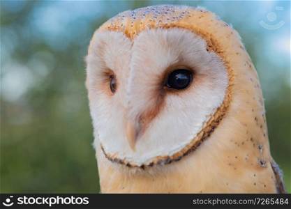 Portrait of white owl with a face as a heart