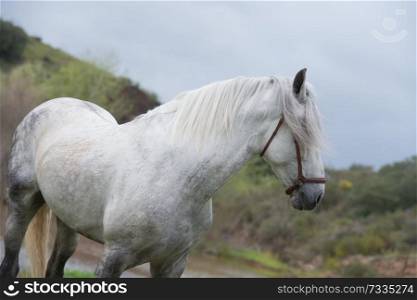 portrait of white  pure  spanish stallion posing  into  lake. Andalusia. Spain
