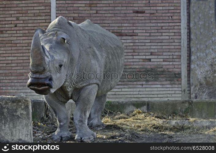 Portrait of white rhinoceros to go out