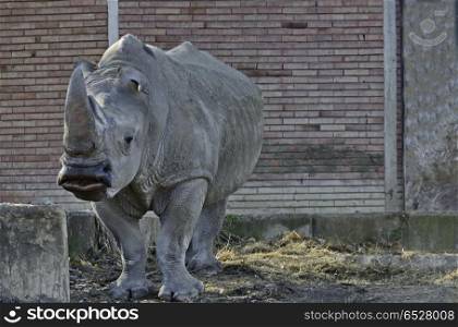 Portrait of white rhinoceros to go out