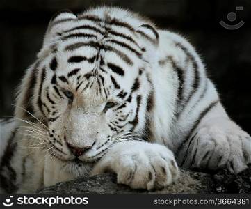Portrait Of White Tiger,Close Up Shot