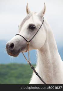 portrait of white wonderful purebred arabian stallion
