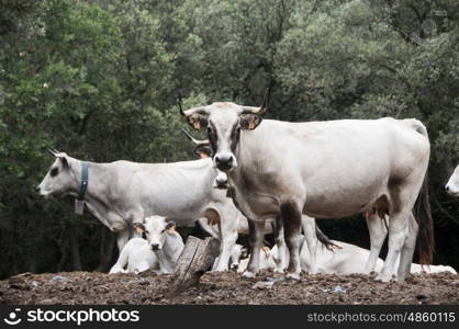 Portrait of Wild Cattle in the French Pyrenees