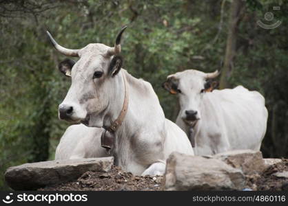 Portrait of Wild Cattle in the French Pyrenees