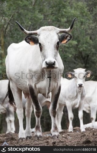 Portrait of Wild Cattle in the French Pyrenees