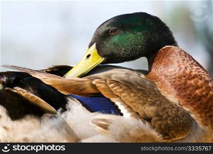 Portrait of wild duck. It dresses feathers. maleness mallard.