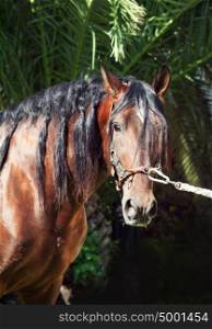 portrait of wonderful Andalusian bay stallion
