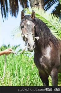 portrait of wonderful Andalusian grey stallion