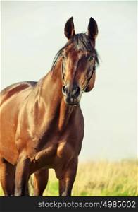 portrait of wonderful bay sportive stallion in the meadow.