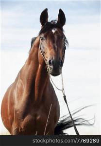 portrait of wonderful   bay  sportive  stallion posing against sky.