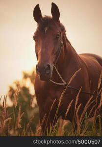 portrait of wonderful bay stallion in the meadow. evening