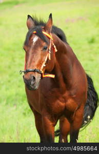 portrait of wonderful Trakehner stallion in movement in spanish halt cloudy day