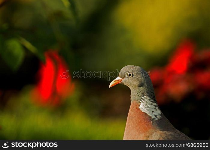 Portrait of Wood pigeon (Columba palumbus) in summer garden against a background of red flowers and greens on a sunny morning. Horizontal view.