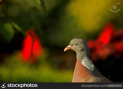Portrait of Wood pigeon (Columba palumbus) in summer garden against a background of red flowers and greens on a sunny morning. Horizontal view.