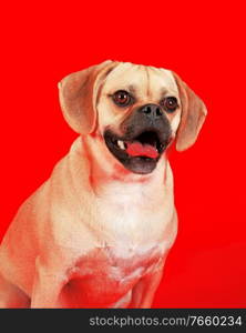 Portrait of young adorable puggle