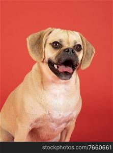 Portrait of young adorable puggle