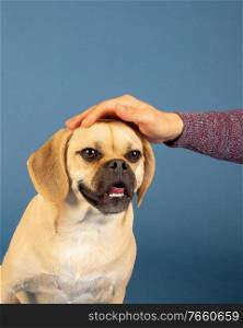 Portrait of young adorable puggle loving head rubs from his owner