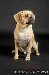 Portrait of young adorable puggle posing in studio