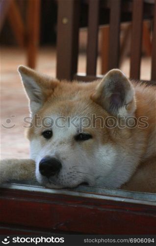 Portrait of young Akita Inu resting on the doorframe
