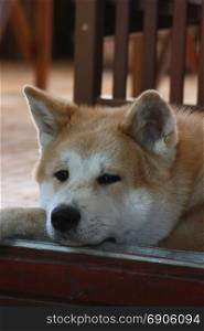 Portrait of young Akita Inu resting on the doorframe