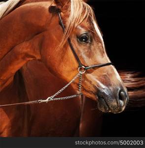 portrait of young arabian colt at black background