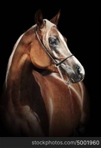 portrait of young arabian filly at black background