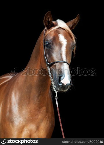 portrait of young arabian filly at black background