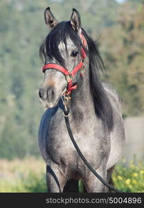 portrait of young arabian filly. Israel