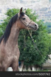 portrait of young arabian mare