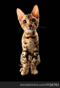 Portrait of young bengal purebred cat on black background