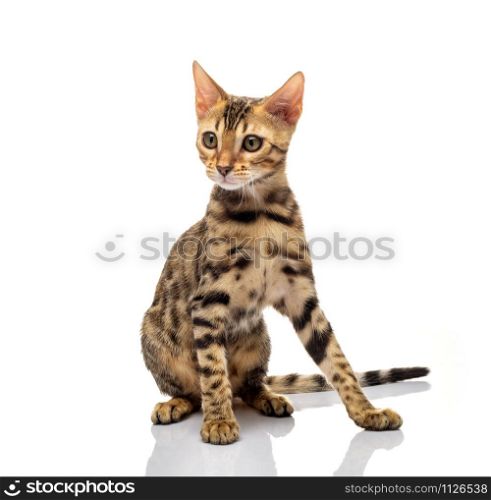 Portrait of young bengal purebred cat on white background