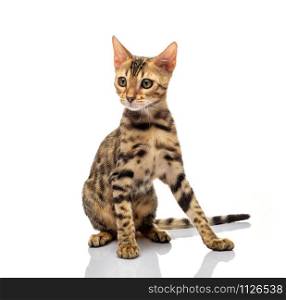 Portrait of young bengal purebred cat on white background
