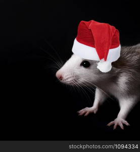 Portrait of young funny gray rat in Christmas hat isolated on black background. Rodent pets. Domesticated rat close up. The rat is looking at the camera.. Portrait of young funny gray rat in Christmas hat isolated on black background.
