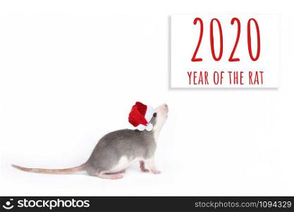 Portrait of young funny gray rat in Christmas hat isolated on white background. Rodent pets. Year of the rat card. Portrait of young funny gray rat in Christmas hat isolated on white background. Rodent pets.