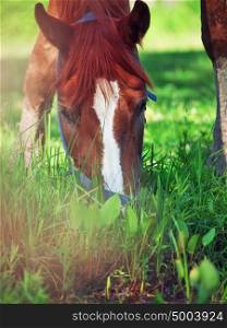 portrait of young horse in the pasture. close up