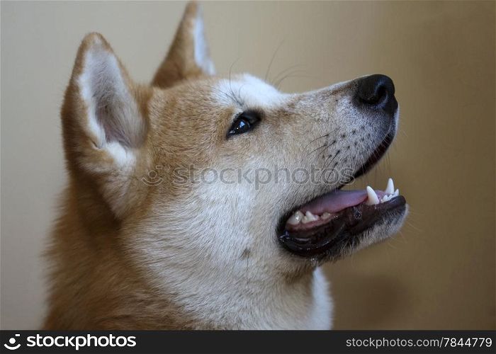 Portrait of young japanese dog Akita inu