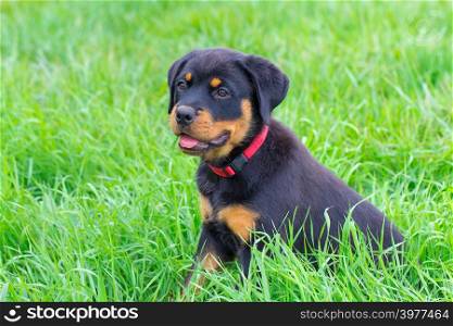 Portrait of young rottweiler dog sitting in green pasture