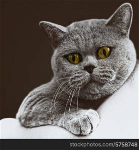 Portrait of young short-haired British gray cat on a black background
