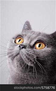 Portrait of young short-haired British gray cat on a white background