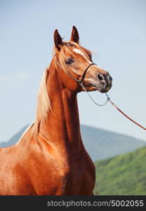 portrait of young sorrel horse