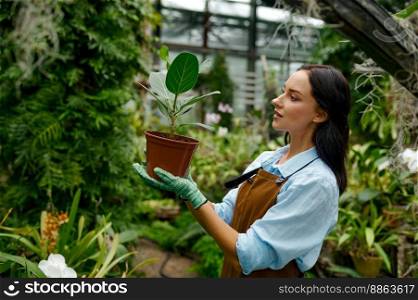 Portrait of young woman gardener in apron holding pot and looking at green ficus flower. Greenhouse plant growing and distribution concept. Young woman gardener holding pot and looking at green ficus flower