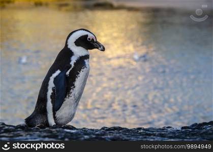 portrait os an African penguin  Spheniscus demersus  with a golden sea as a background 