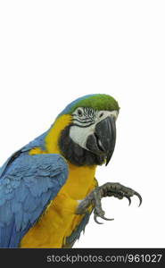 Portrait Parrots on white background.