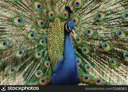 Portrait peacock with beautiful colorful feather