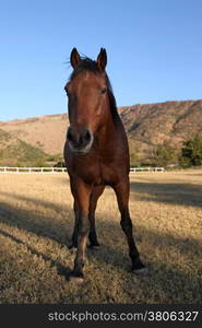 Portrait Picture of Curious Strong Brown Colt Horse