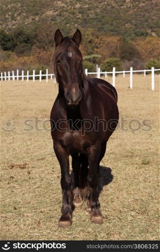Portrait Picture of Large Strong Brown Colt Horse
