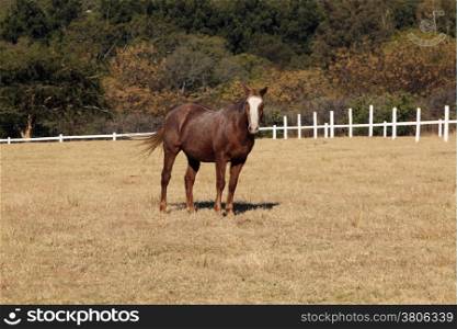 Portrait Picture of Large Strong Brown Colt Horse