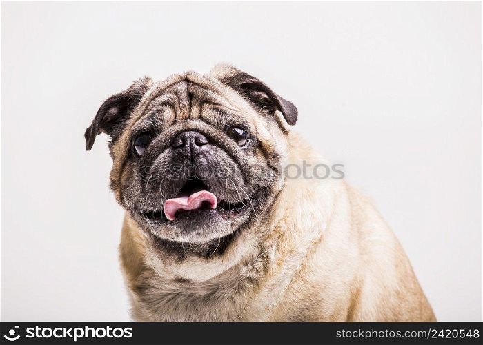 portrait pug dog with its tongue out looking camera