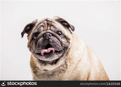 portrait pug dog with its tongue out looking camera